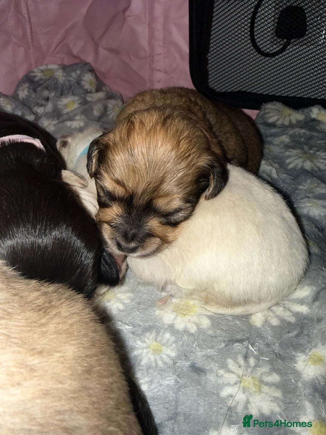 Mixed Breed dogs for sale: ✨Adorable Cockapompoo Puppies✨ - Advert 8