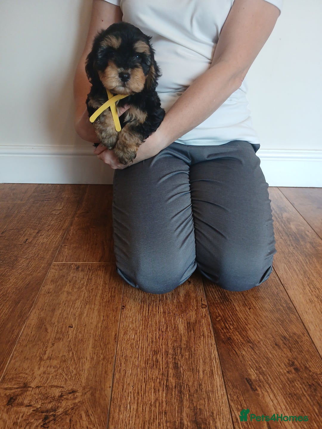 Cockapoo dogs for sale: Cockapoo puppies  - Image 7