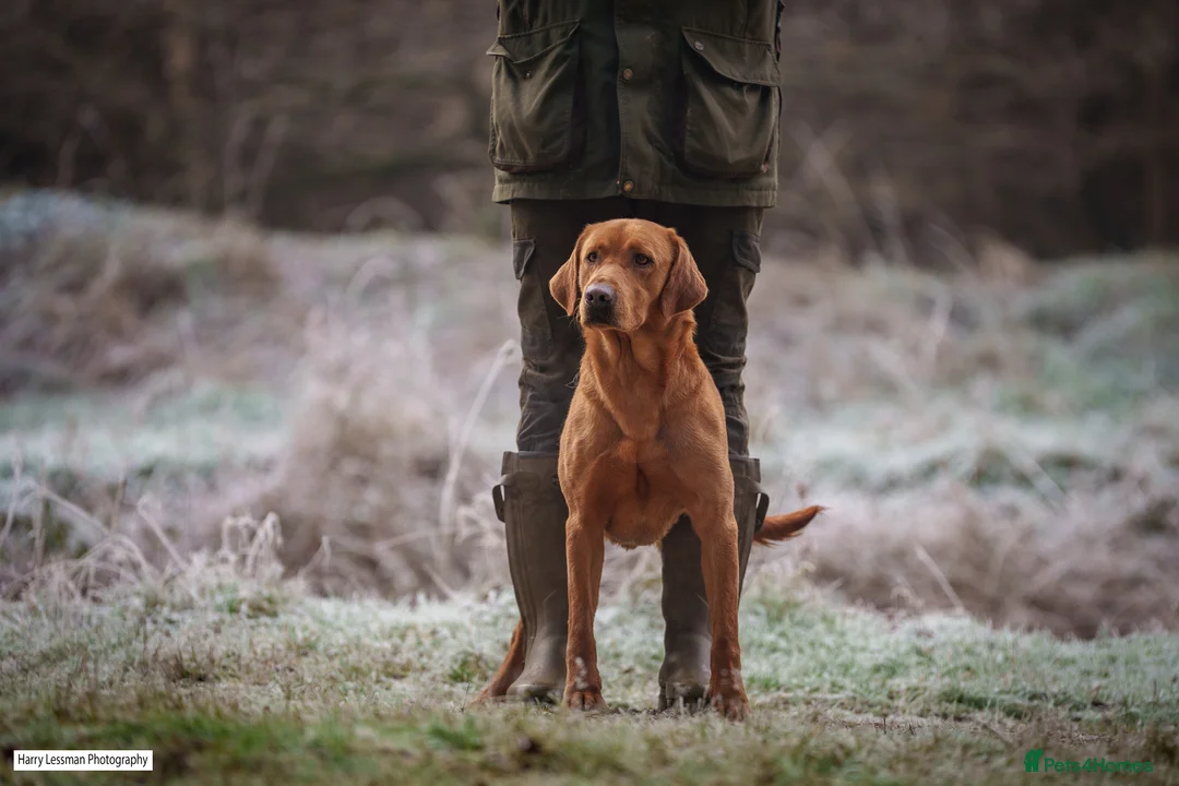 Labrador Retriever dogs for stud: Health Tested Fox red Labrador for Stud  in Wisbech - Advert 2