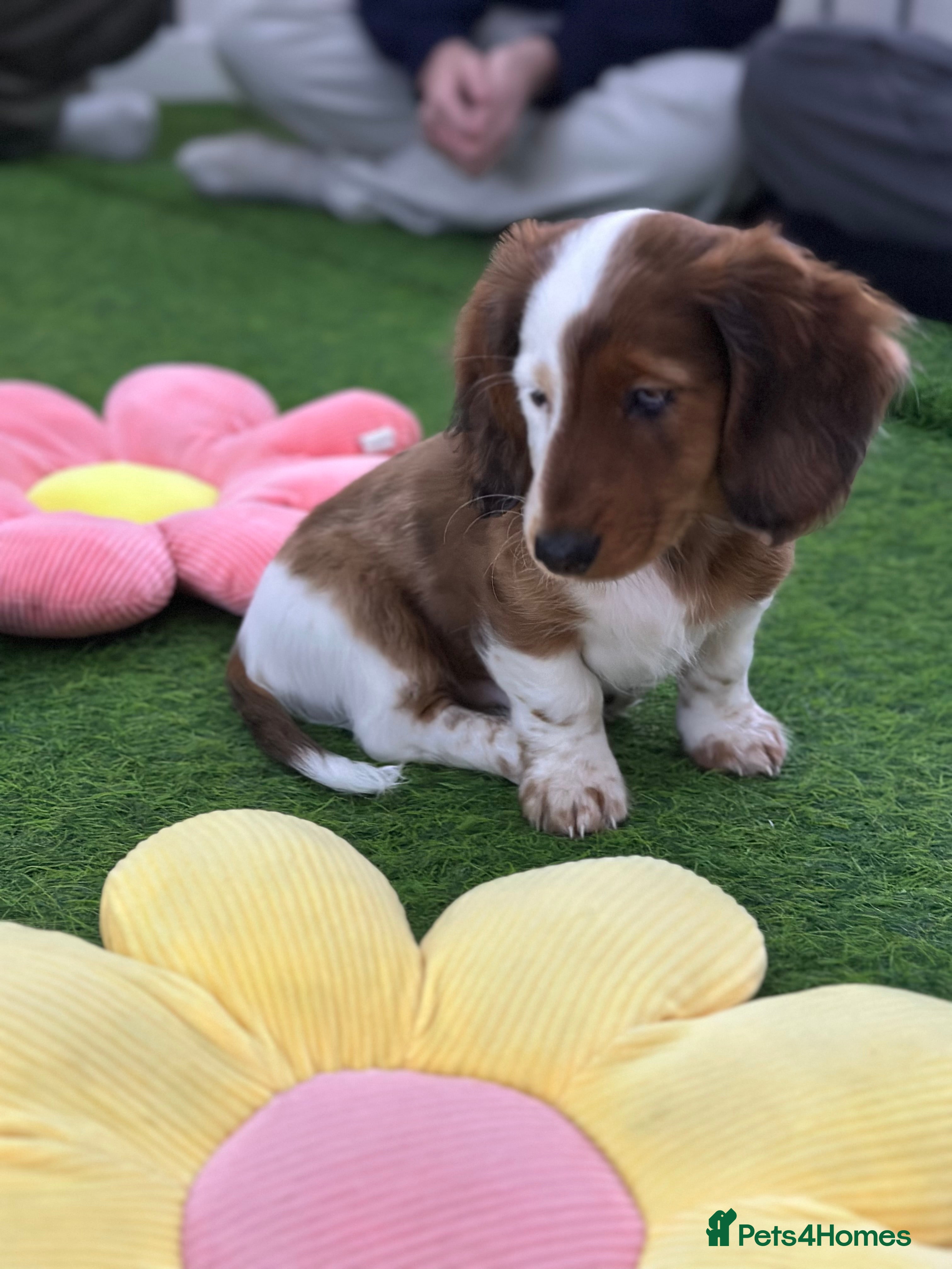 Miniature Dachshund dogs Miniature Dachounds pied dapples  - Advert 1