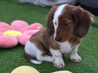 Miniature Dachshund dogs Miniature Dachounds pied dapples - Advert 1