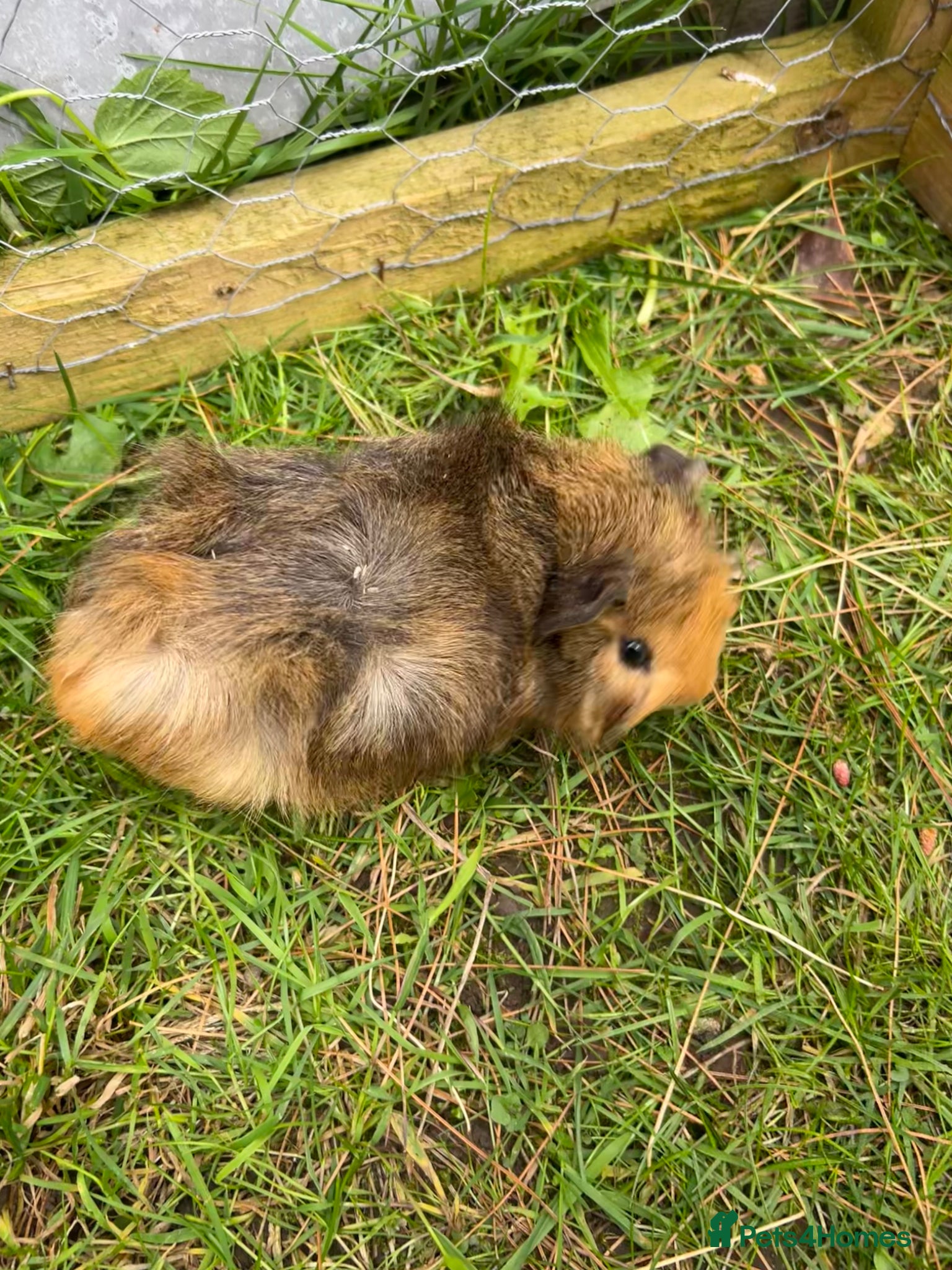 Guinea Pig rodents Baby guinea pigs for sale - Advert 3
