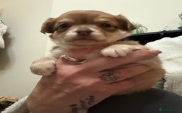 Chihuahua dogs for sale: Chiuahua Puppies - Advert 9