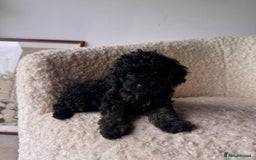 Cockapoo dogs for sale: Beautiful Mini Cockapoo Puppies - Image 9