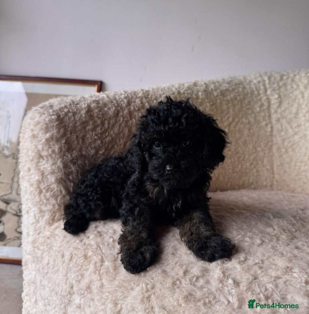Cockapoo dogs for sale: Beautiful Mini Cockapoo Puppies - Image 9