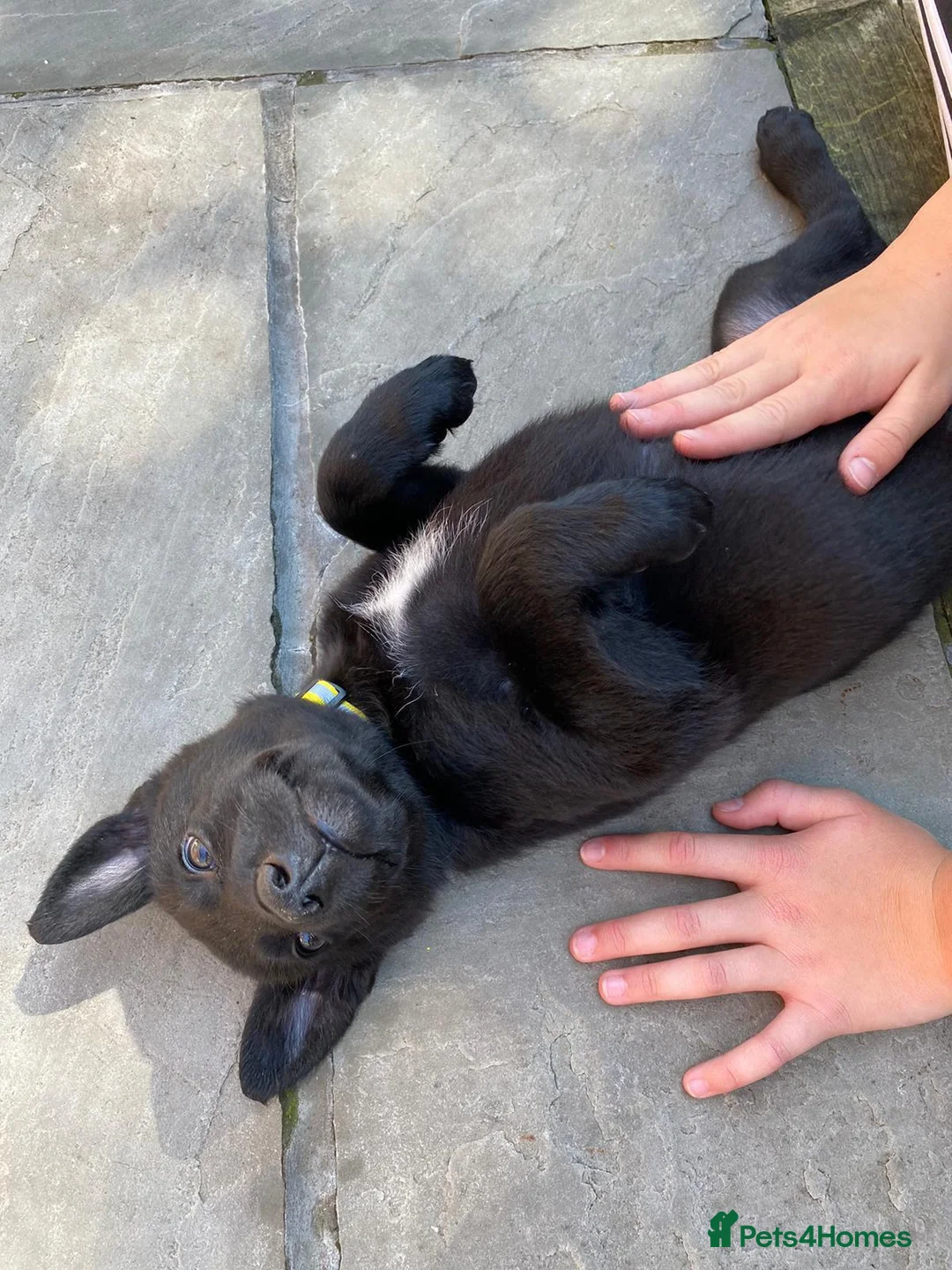 German Shepherd dogs for stud: 4-Year-Old Czech Shepherd- Proven Stud (Sheffield) - Advert 14