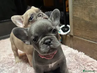 French Bulldog dogs Last girl left and due to leave on the 6th March - Advert 6