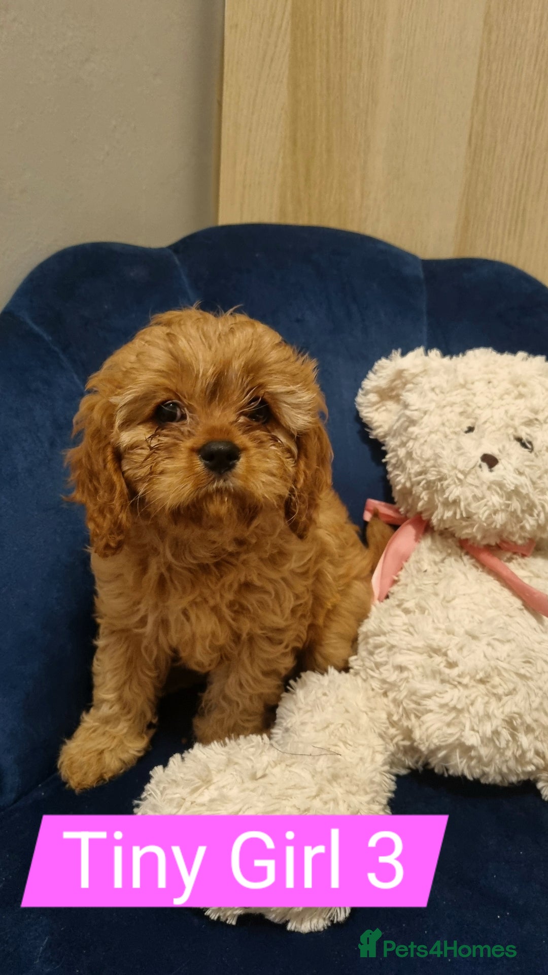 Cavapoo dogs for sale: DNA TESTED ❤️2 girl left ❤️fox red miniature  - Advert 9