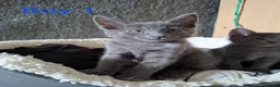 Russian Blue cats for sale: Gorgeous Russian Blue kittens - Advert 11