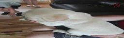 Labrador Retriever dogs for sale: Beautiful Labrador puppies  - Advert 5