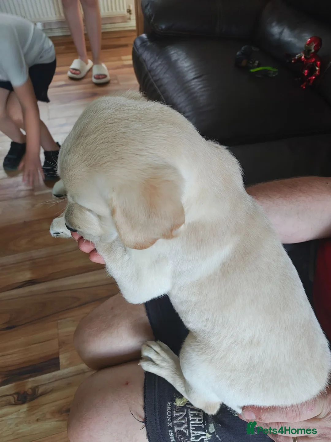 Labrador Retriever dogs for sale: Beautiful Labrador puppies  - Advert 5