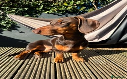 Miniature Dachshund dogs for stud: My Beautiful Bear up for stud! - Image 3