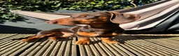 Miniature Dachshund dogs for stud: My Beautiful Bear up for stud! - Advert 3