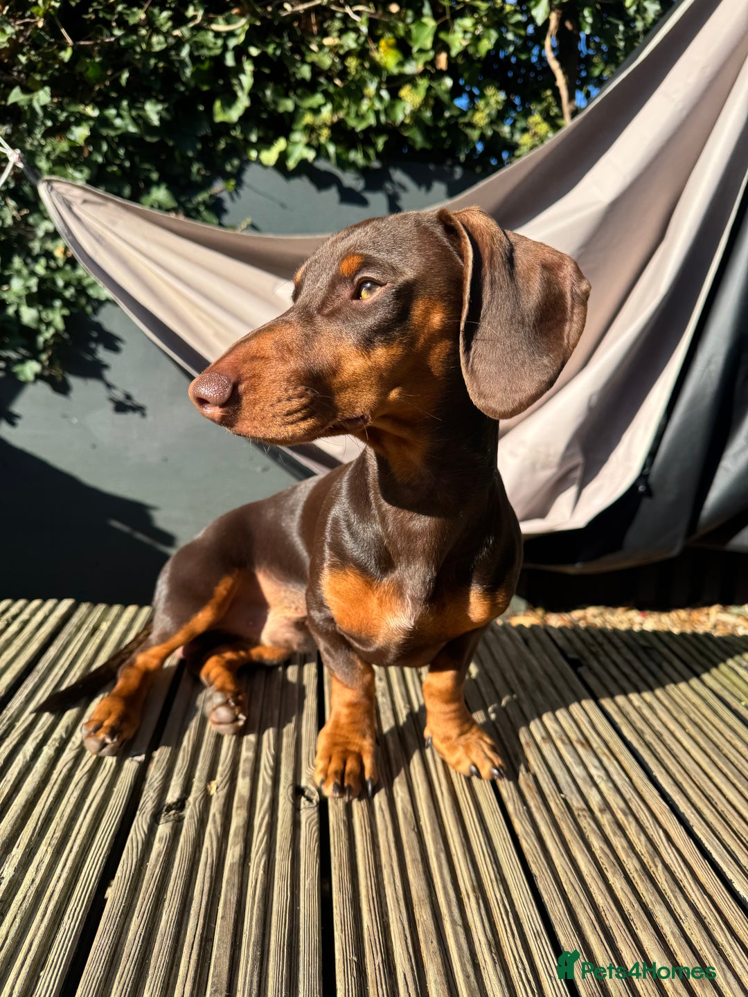 Miniature Dachshund dogs for stud: My Beautiful Bear up for stud! - Image 3