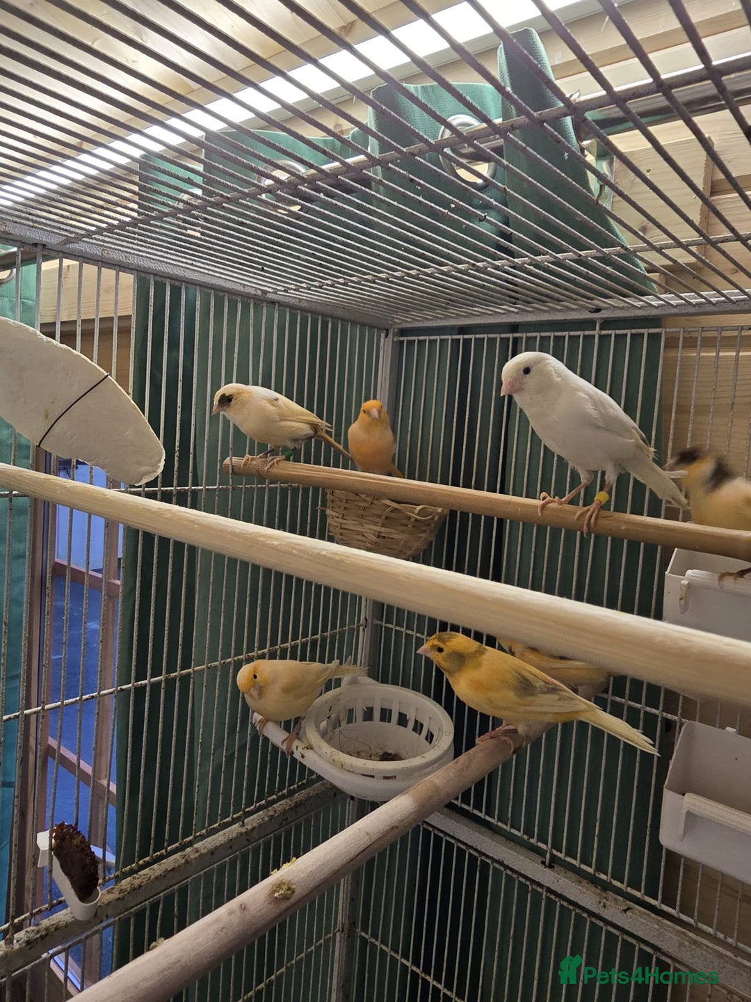 Canaries birds for sale: Beautiful healthy canaries for sale in Manchester  - Advert 8
