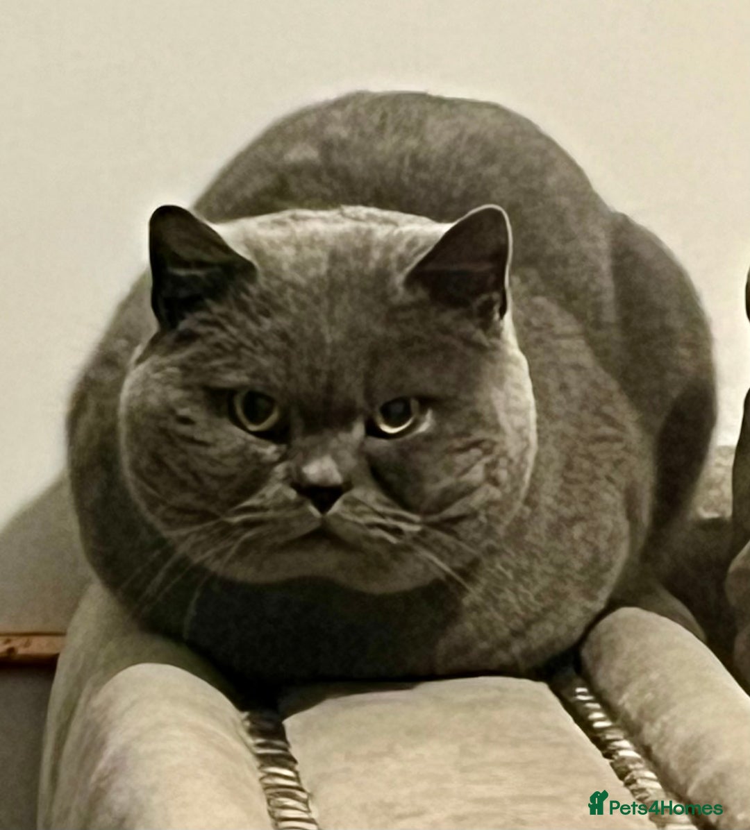 British Shorthair cats for stud: Superb quality, Proven Active Stud, blood B in Burton-on-Trent - Advert 4
