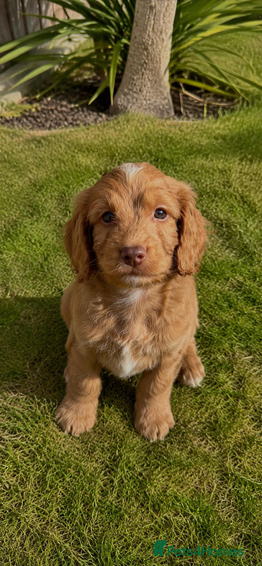 Cockapoo dogs *READY NOW* F1 cockapoo puppies - Advert 2