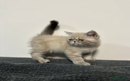 Persian cats for sale: ⭐️ Exceptional Persian x Exotic Kittens ⭐️ - Advert 10