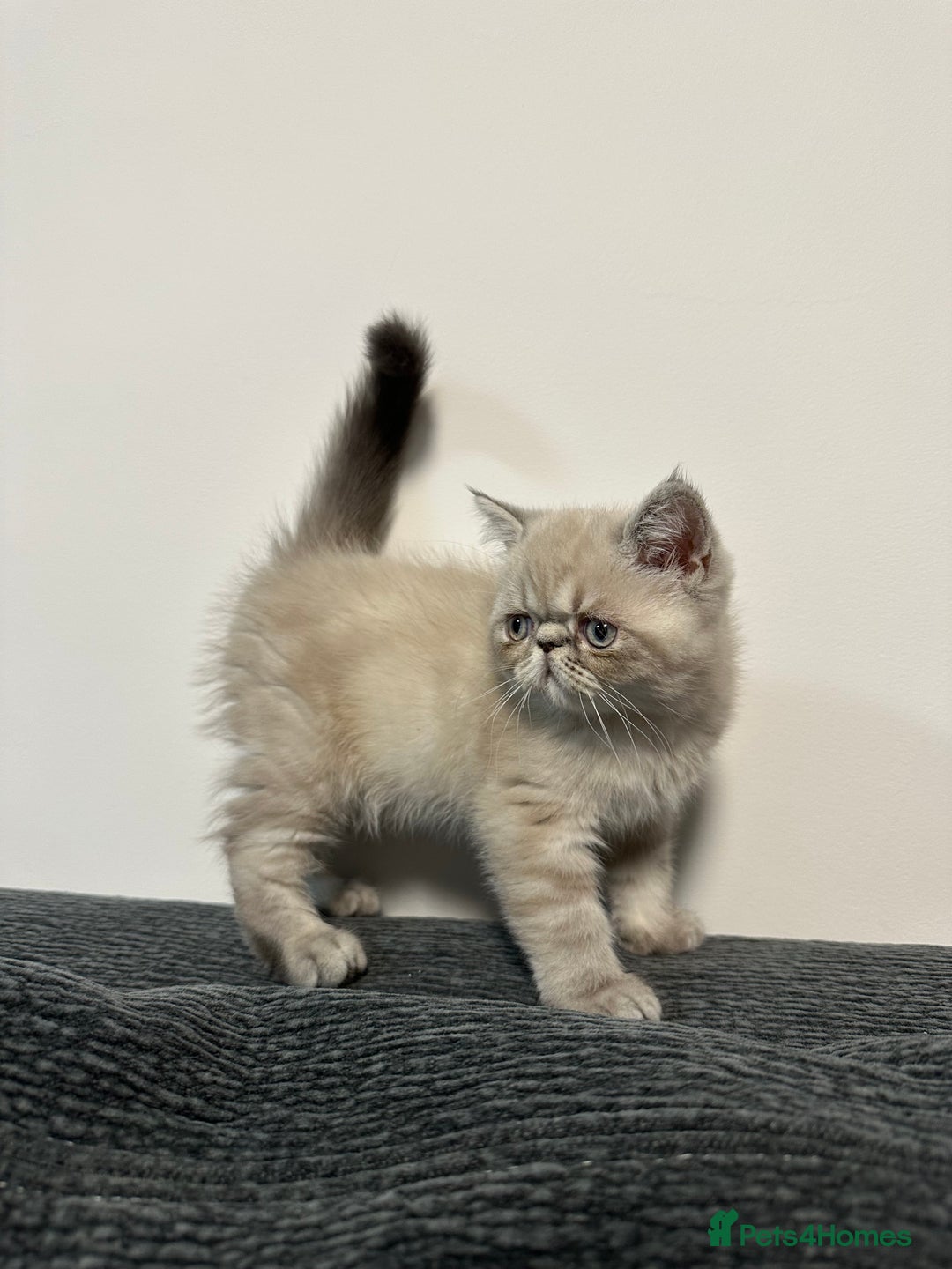 Persian cats for sale: ⭐️ Exceptional Persian x Exotic Kittens ⭐️ - Advert 10