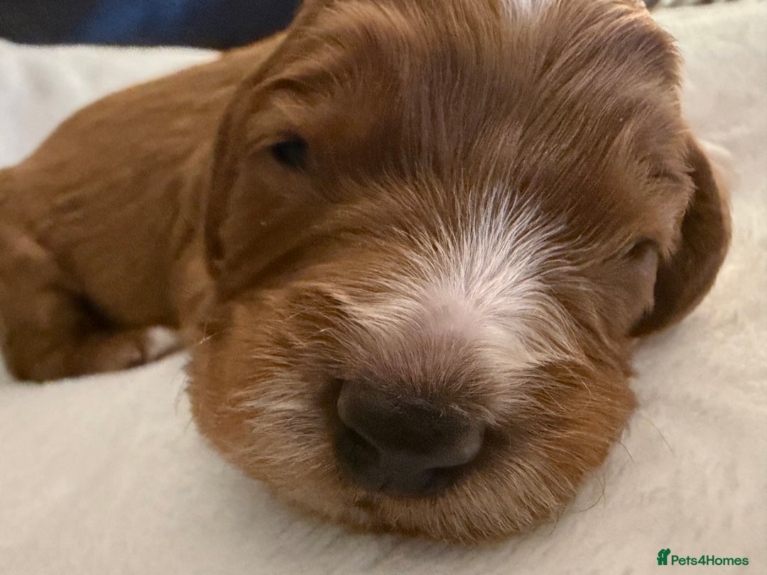 Mixed Breed dogs for sale: Cockapoo/Cavapoo Mix Puppies Available 10 Nov 25 - Image 27
