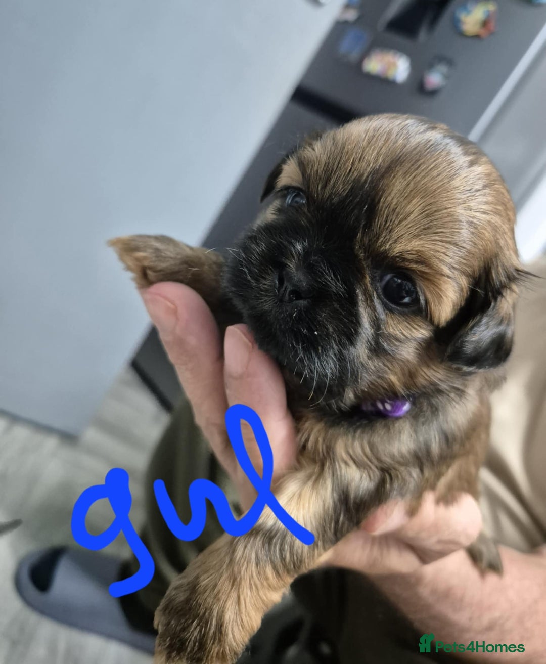 Shih Tzu dogs for sale: 8 ShihTzu Puppies for new homes - Advert 6