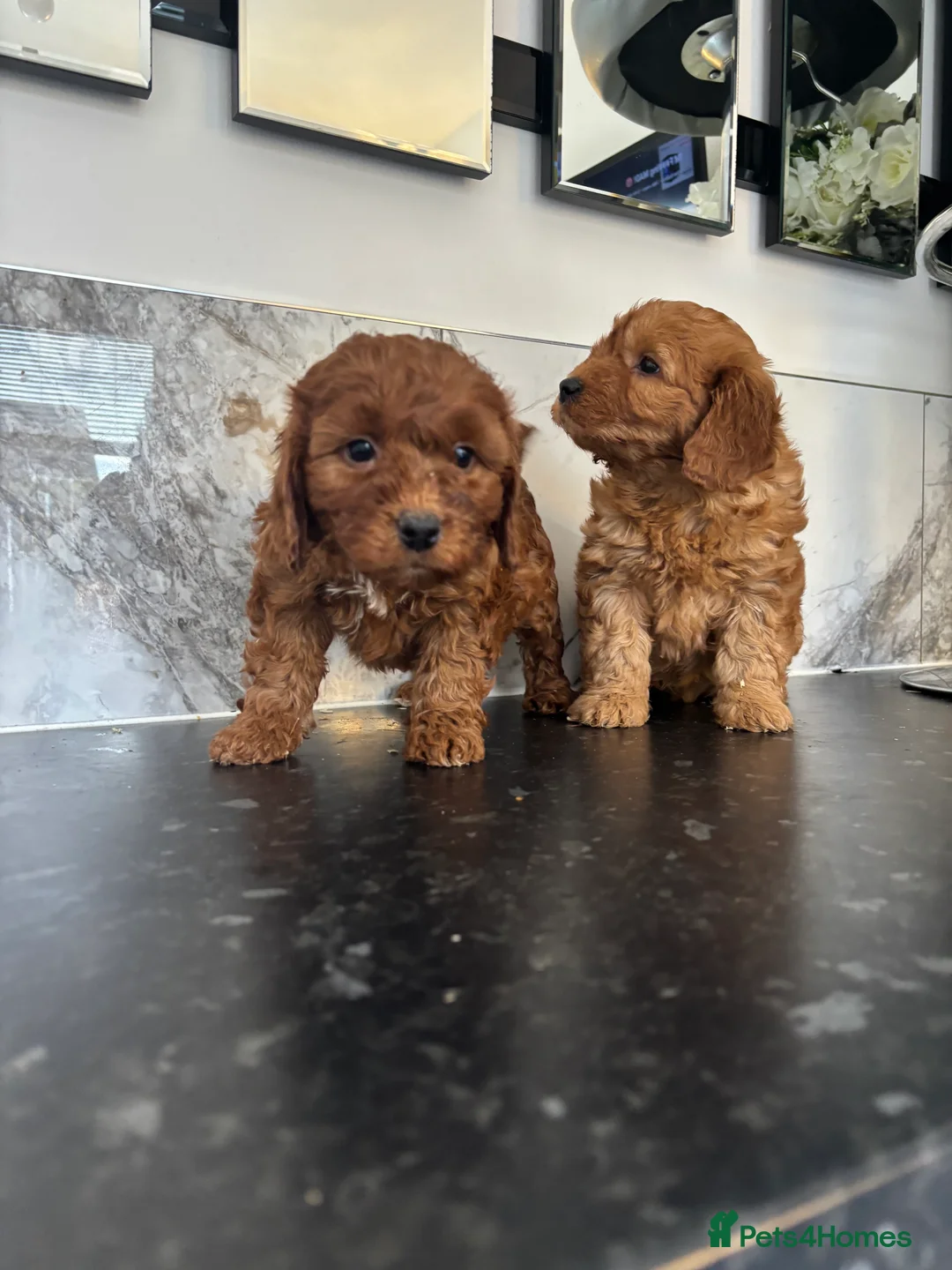 Maltipoo dogs for sale: Maltipoo puppies toy poodle - Advert 7