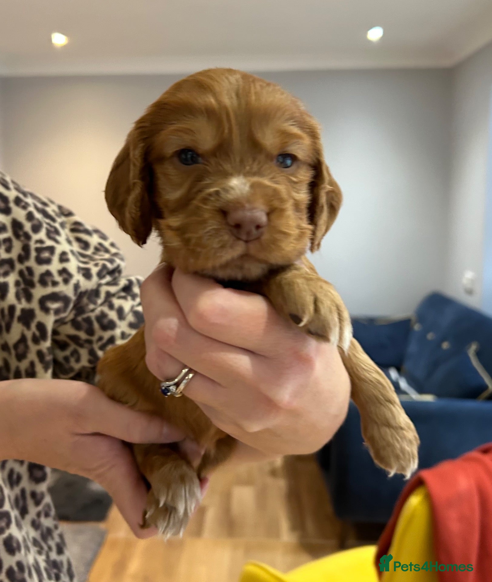 Cocker Spaniel dogs Male Working Cocker Spaniel puppy  - Advert 1