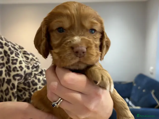 Cocker Spaniel dogs Male Working Cocker Spaniel puppy - Advert 4