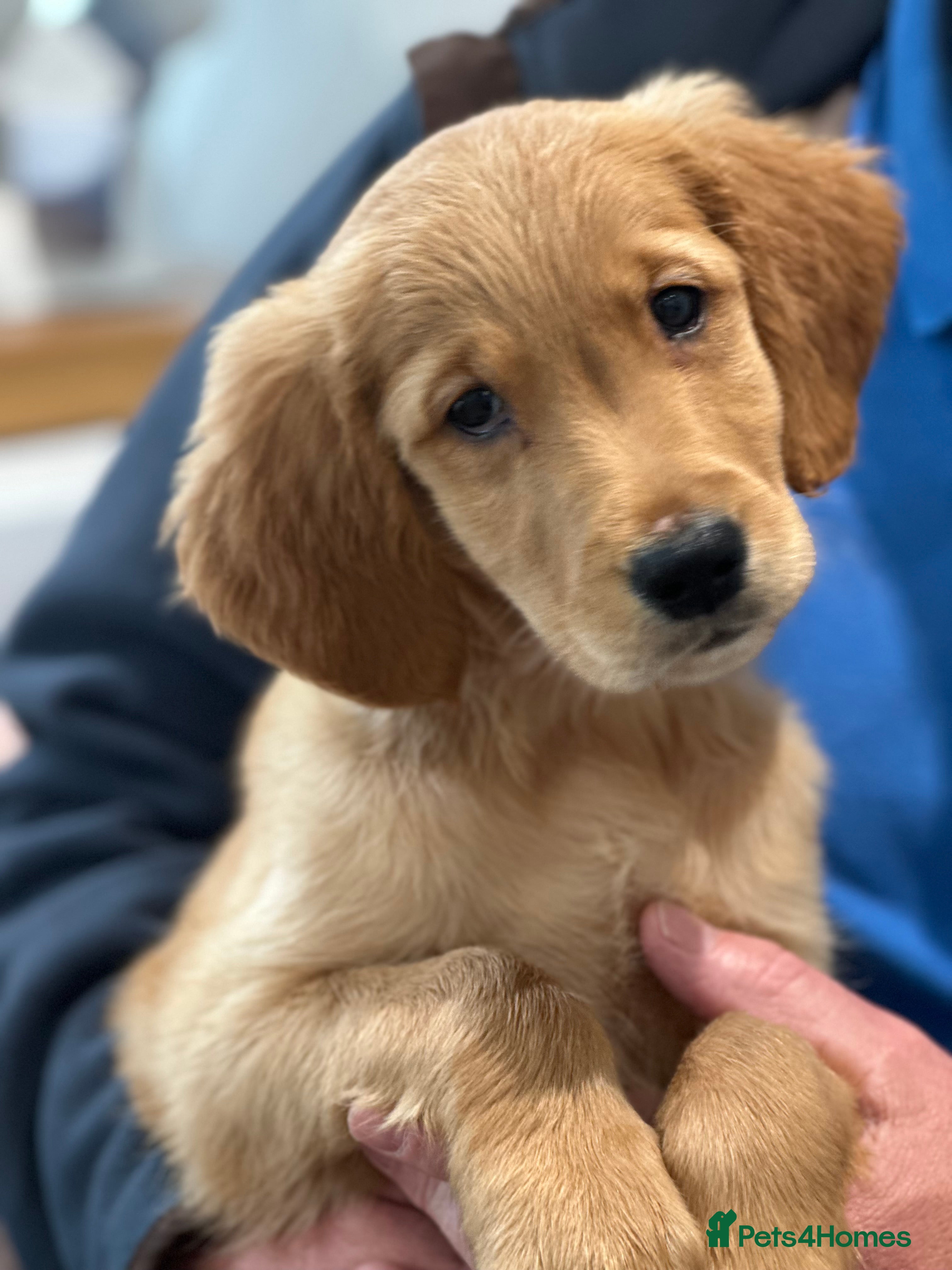 Golden Retriever dogs Dark Golden KC registered Golden retrievers - Advert 9