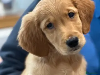 Golden Retriever dogs Dark Golden KC registered Golden retrievers - Advert 9