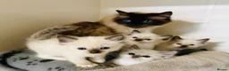 Ragdoll cats for sale: Beautiful ragdoll kittens  - Advert 22