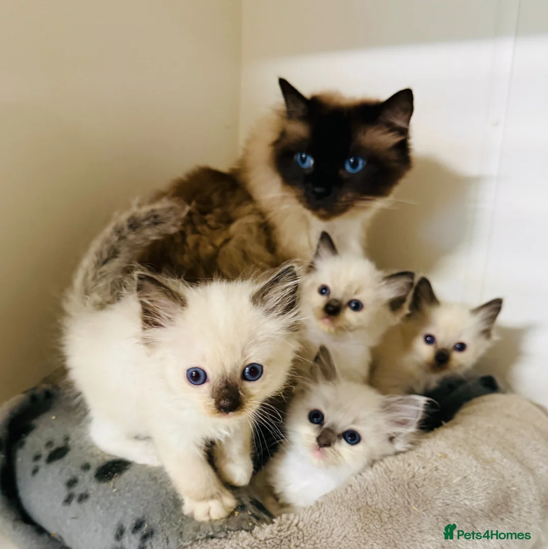 Ragdoll cats for sale: Beautiful ragdoll kittens  - Advert 22