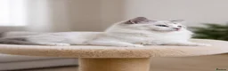 Ragdoll cats for sale: Beautiful Tica Registered Kittens Ragdoll - Advert 24