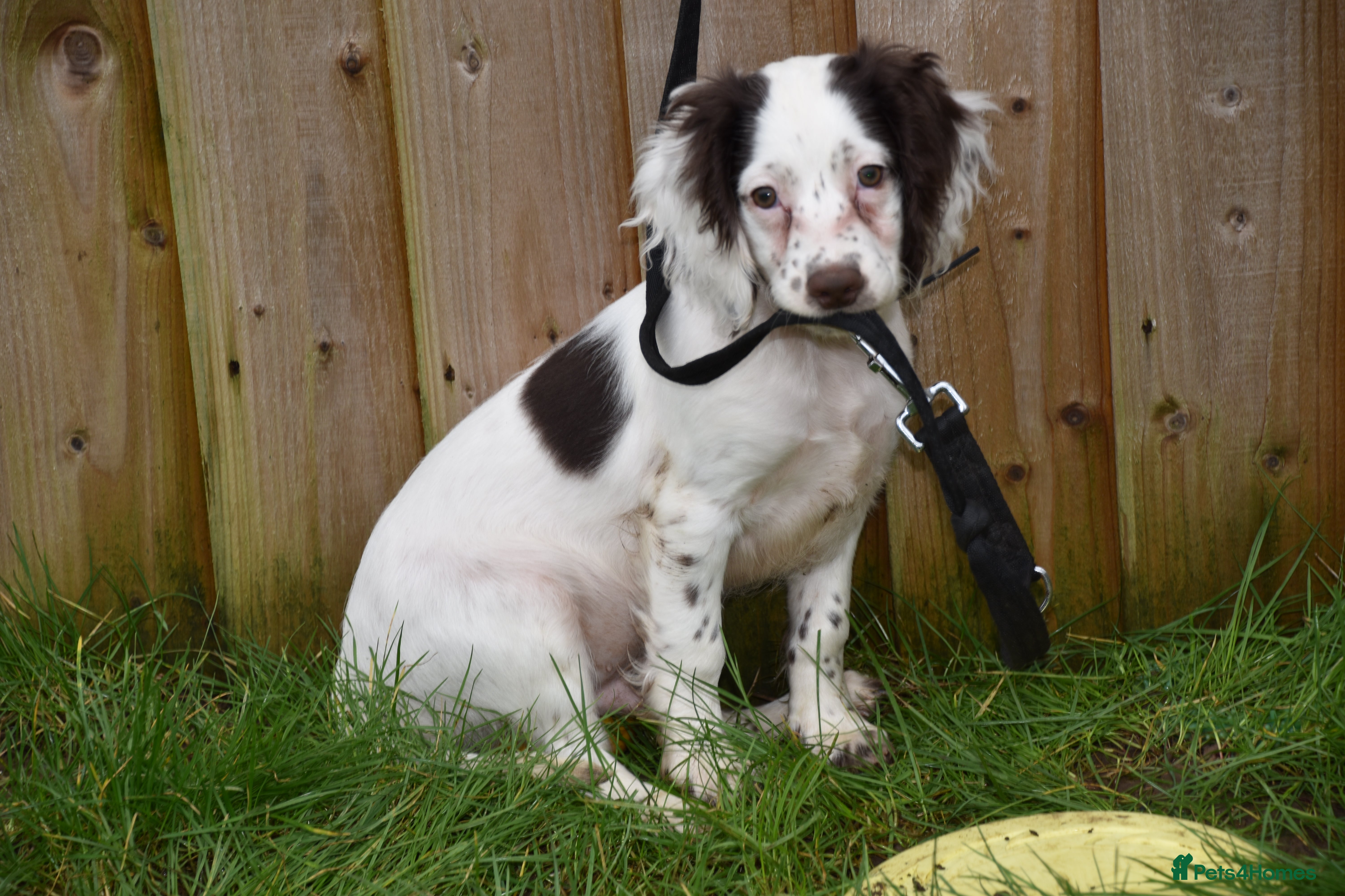 Cocker Spaniel dogs Ready Now Kc Reg Health Tested - Advert 17