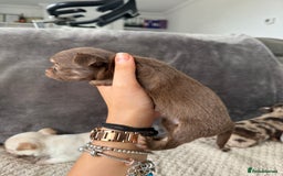 Chihuahua dogs for sale: Long hair chihuahua puppies  - Image 27