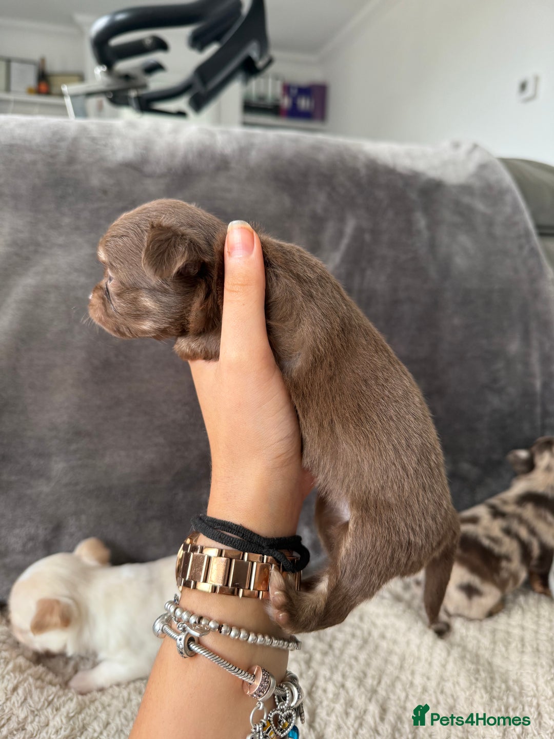 Chihuahua dogs for sale: Long hair chihuahua puppies  - Image 27