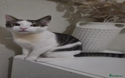 British Shorthair cats for sale: Kitten (oreo) - Advert 5