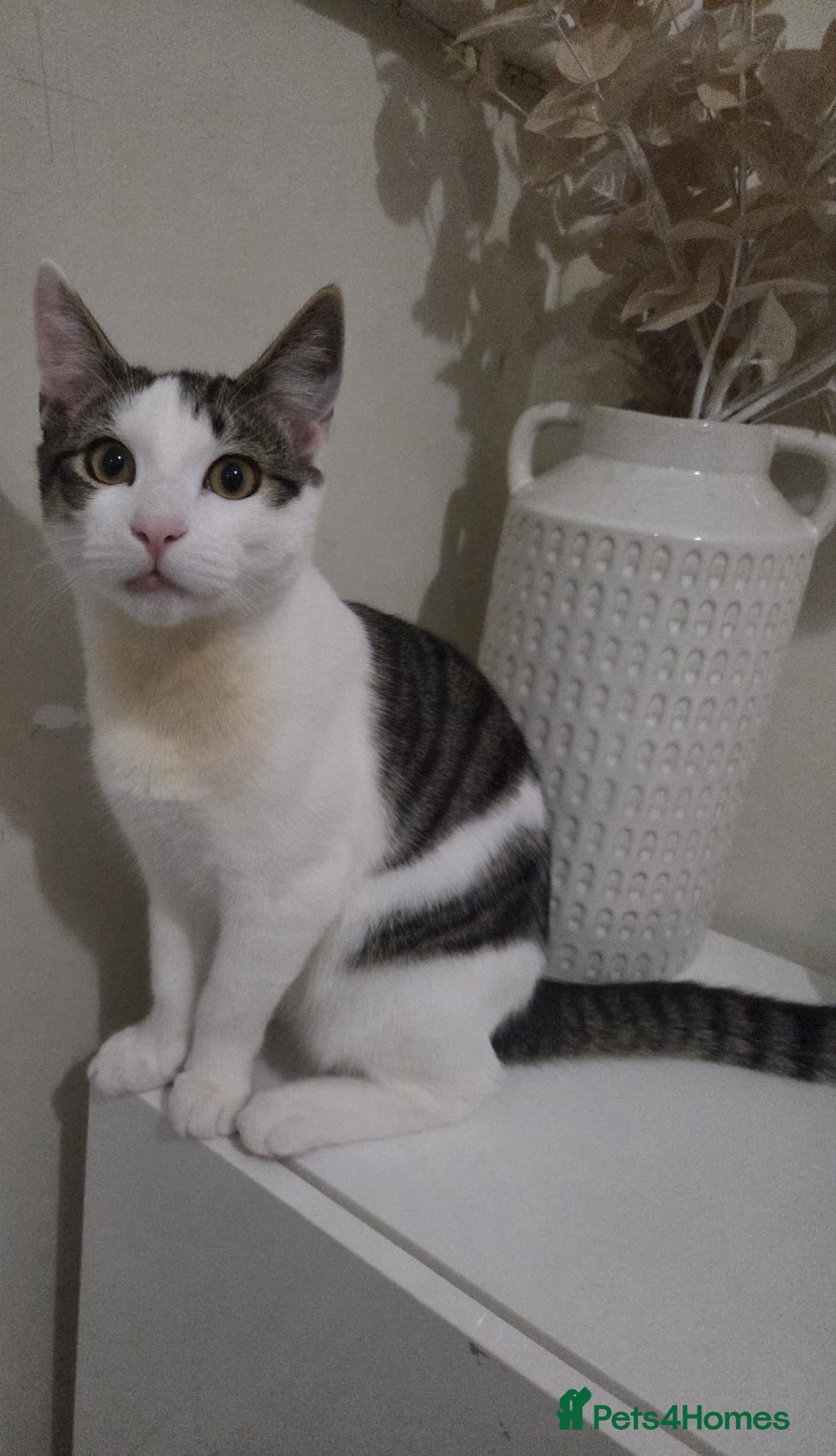 British Shorthair cats for sale: Kitten (oreo) - Advert 5