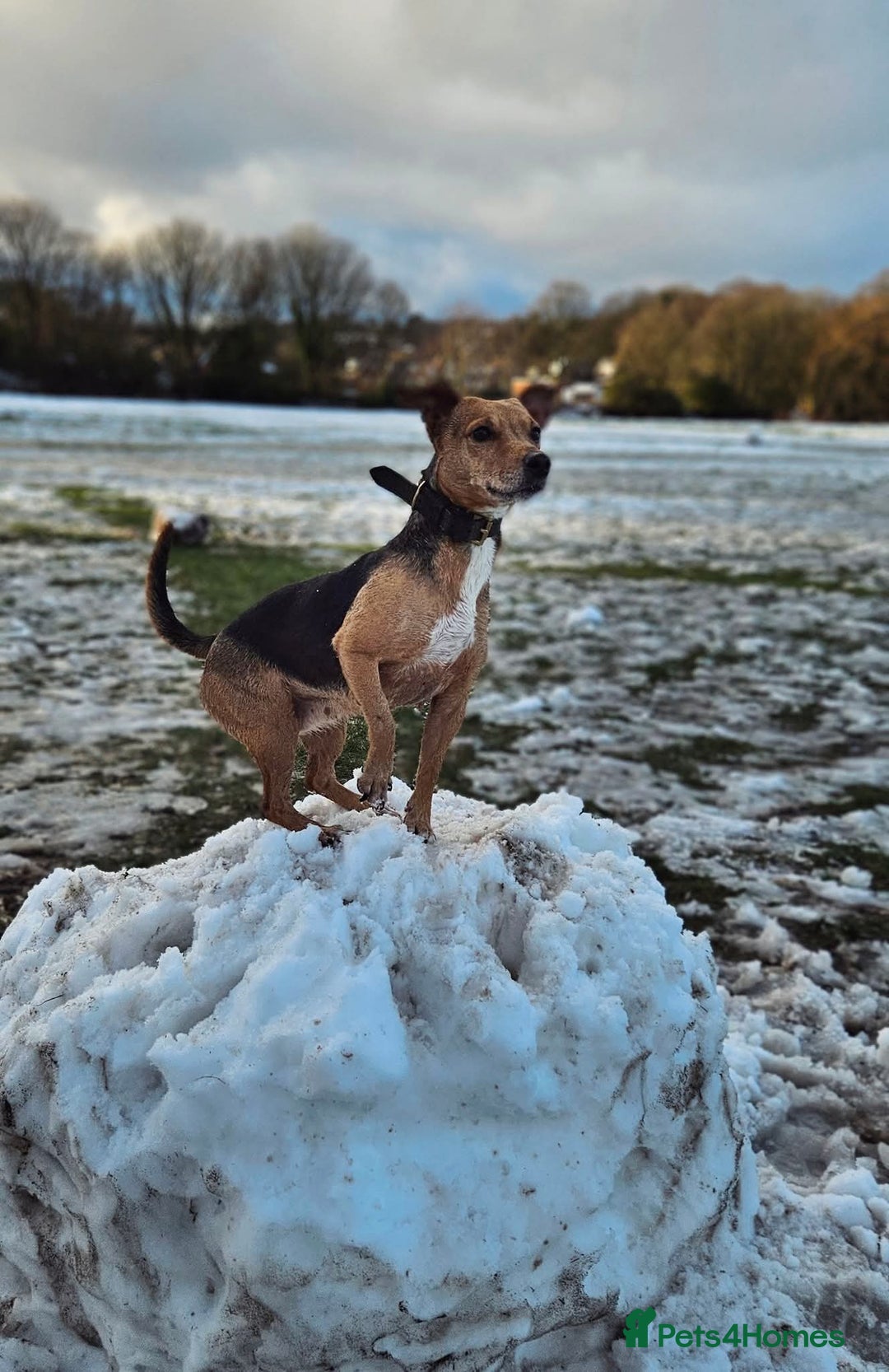 Mixed Breed dogs for sale: Jack Russell x wired haired dachshund  - Advert 6