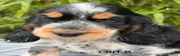 Cocker Spaniel dogs for sale: READY NOW😍 line quality show cockers - Advert 14