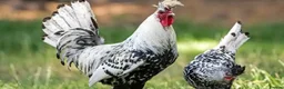 Chickens poultry for sale: Day old chicks, hatching eggs, runner ducklings - Advert 5