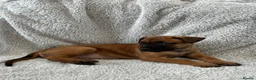 Mixed Breed dogs for sale: Dutch Herder X F1 Bull Herder puppies - Advert 19