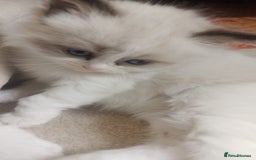 Ragdoll cats for sale: Three Ragdoll kittens - Image 14