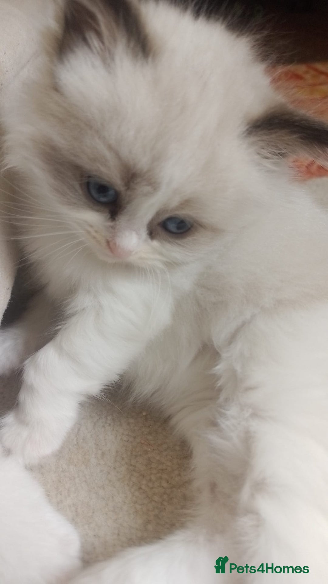 Ragdoll cats for sale: Three Ragdoll kittens - Image 14