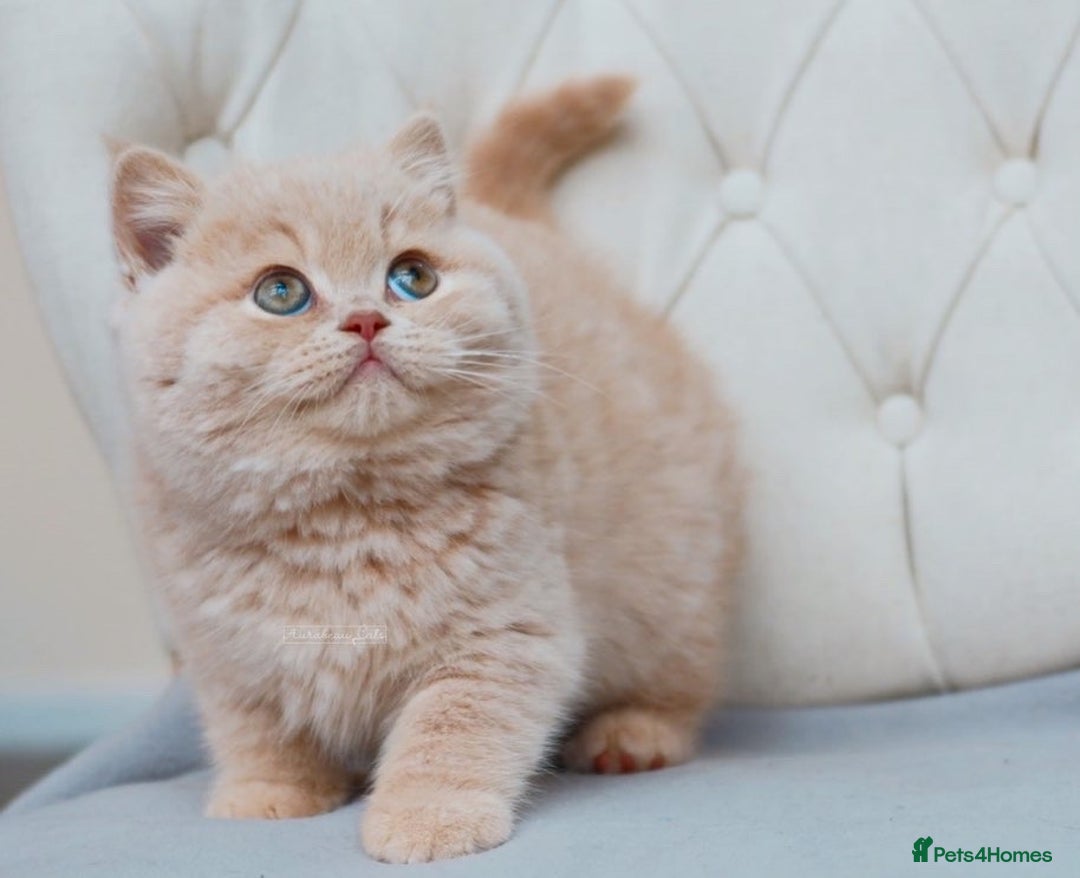 British Shorthair cats for stud: British Shorthair Cinnamon - Stud Duties  - Advert 5