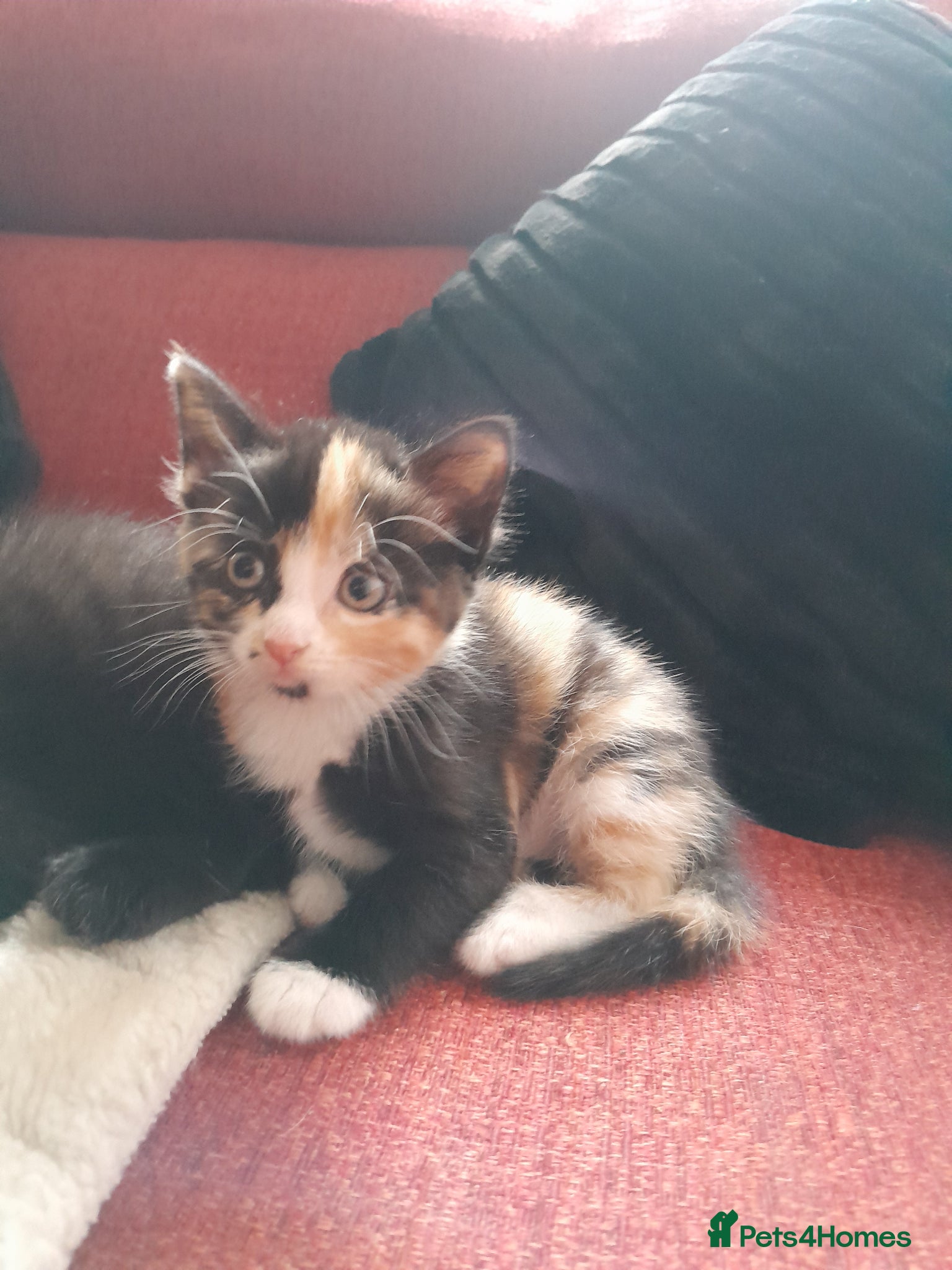 Mixed Breed cats for sale: Kittens - Advert 7