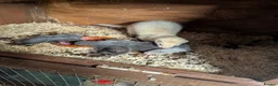 Ferret rodents for sale: Ferret Kits in Bridlington - Advert 4