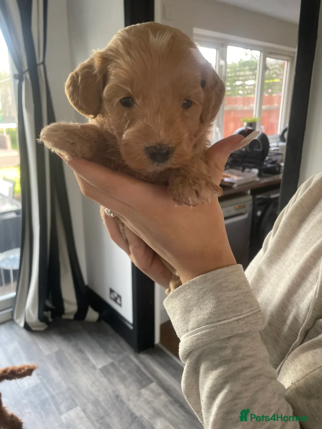 Mixed Breed dogs for sale: DOUBLE DOODLE ❤️ in Royston - Advert 2