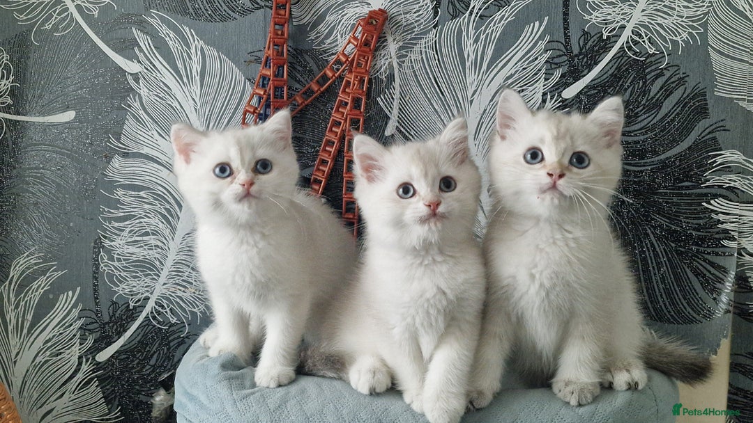 British Shorthair cats for sale: British shorthair kittens  - Image 6