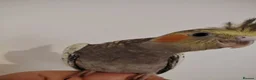 Cockatiels birds for sale: baby cockatiels - Advert 3